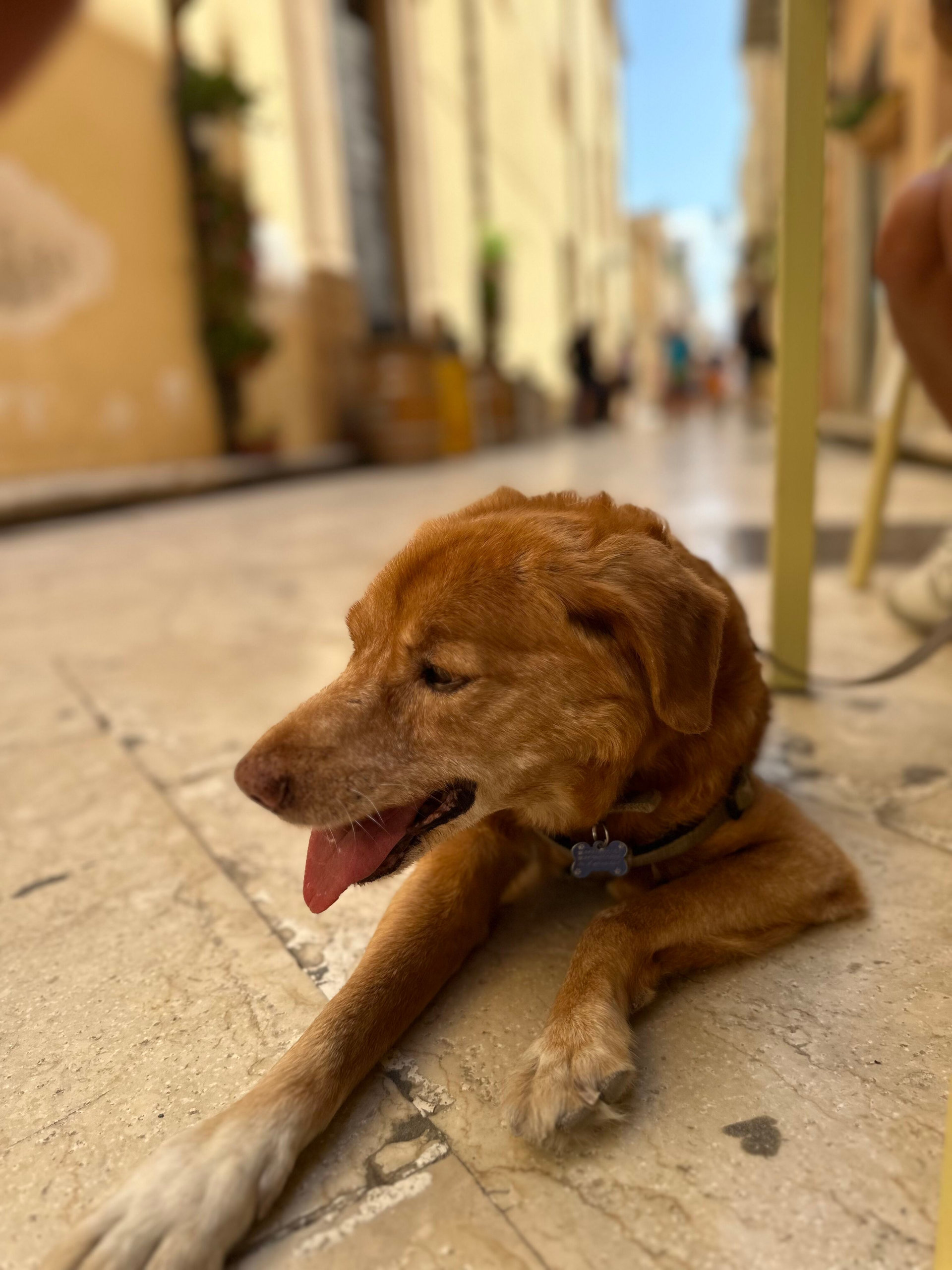 Golden-brown dog lying on a sunlit stone pavement in a narrow street