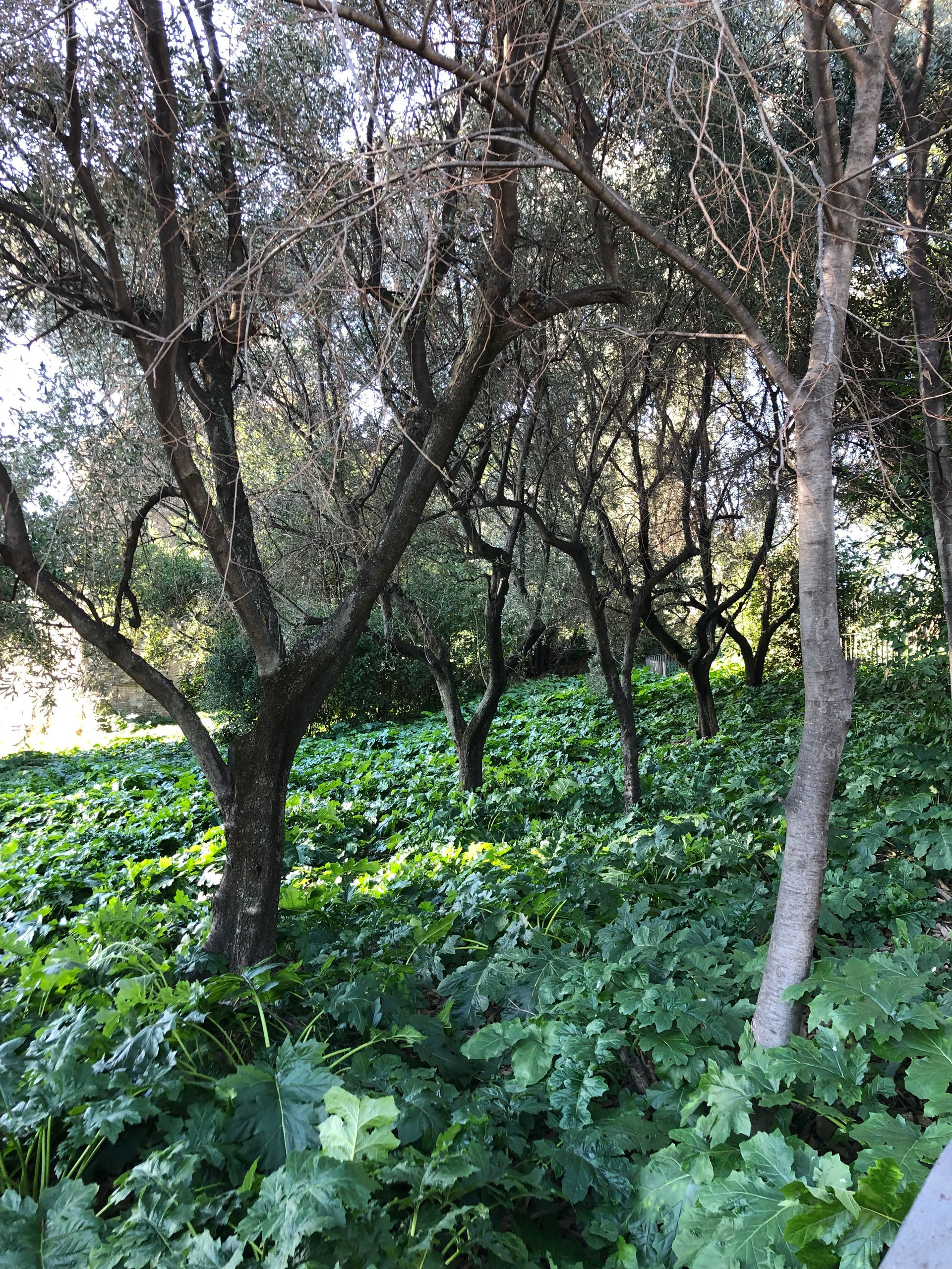 Olive and other trees above a bed of green leaves in a shaded garden