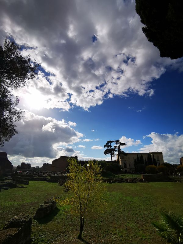 Dramatic clouds over a grassy ruin site on the Palatine Hill with a lone young tree
