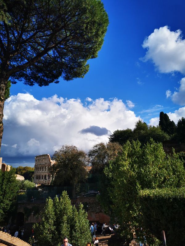 Colosseum glimpsed beneath a large pine and white clouds, seen from the hill above