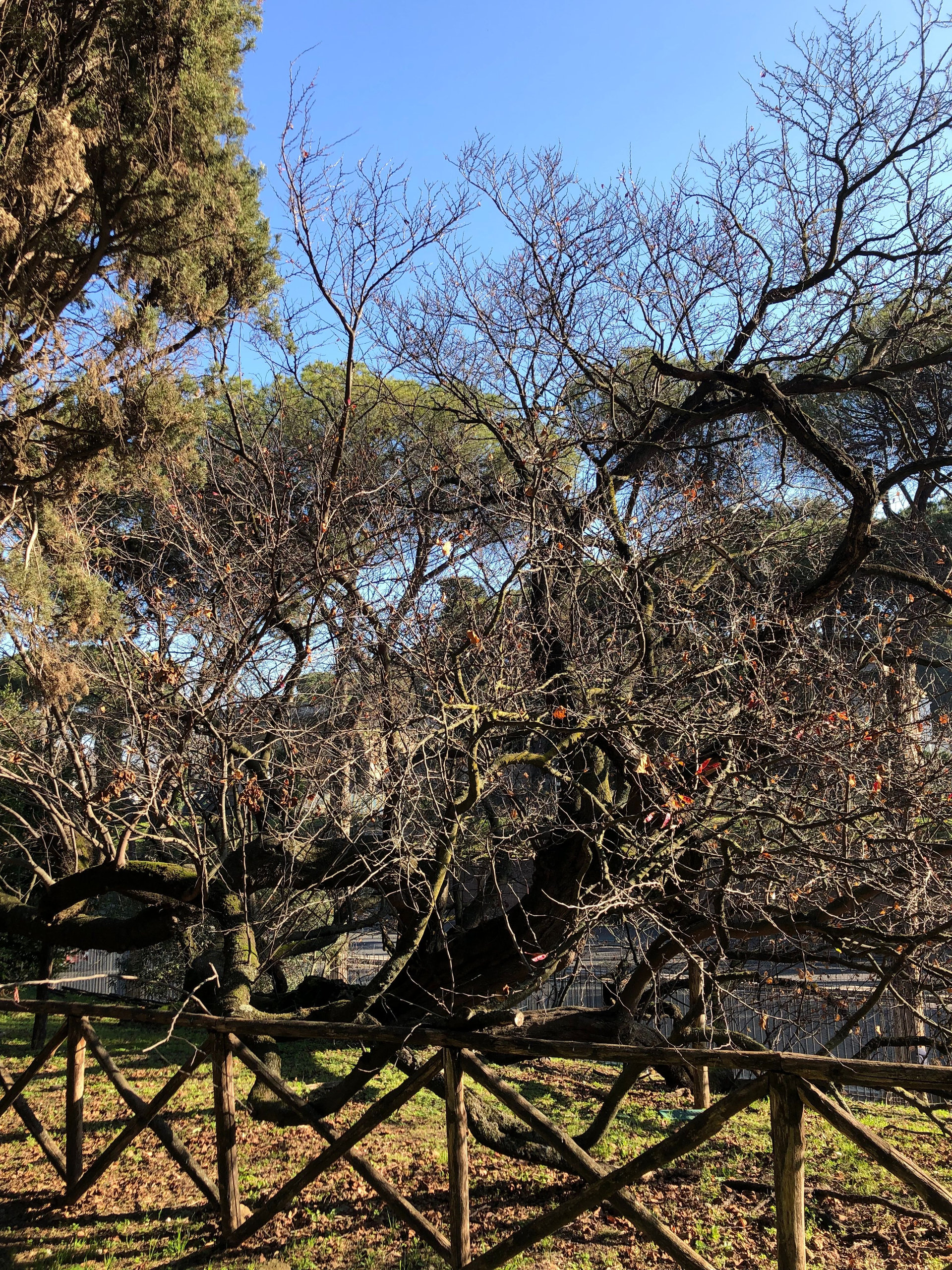 Gnarled bare tree behind a rustic wooden fence in a sunny Roman garden