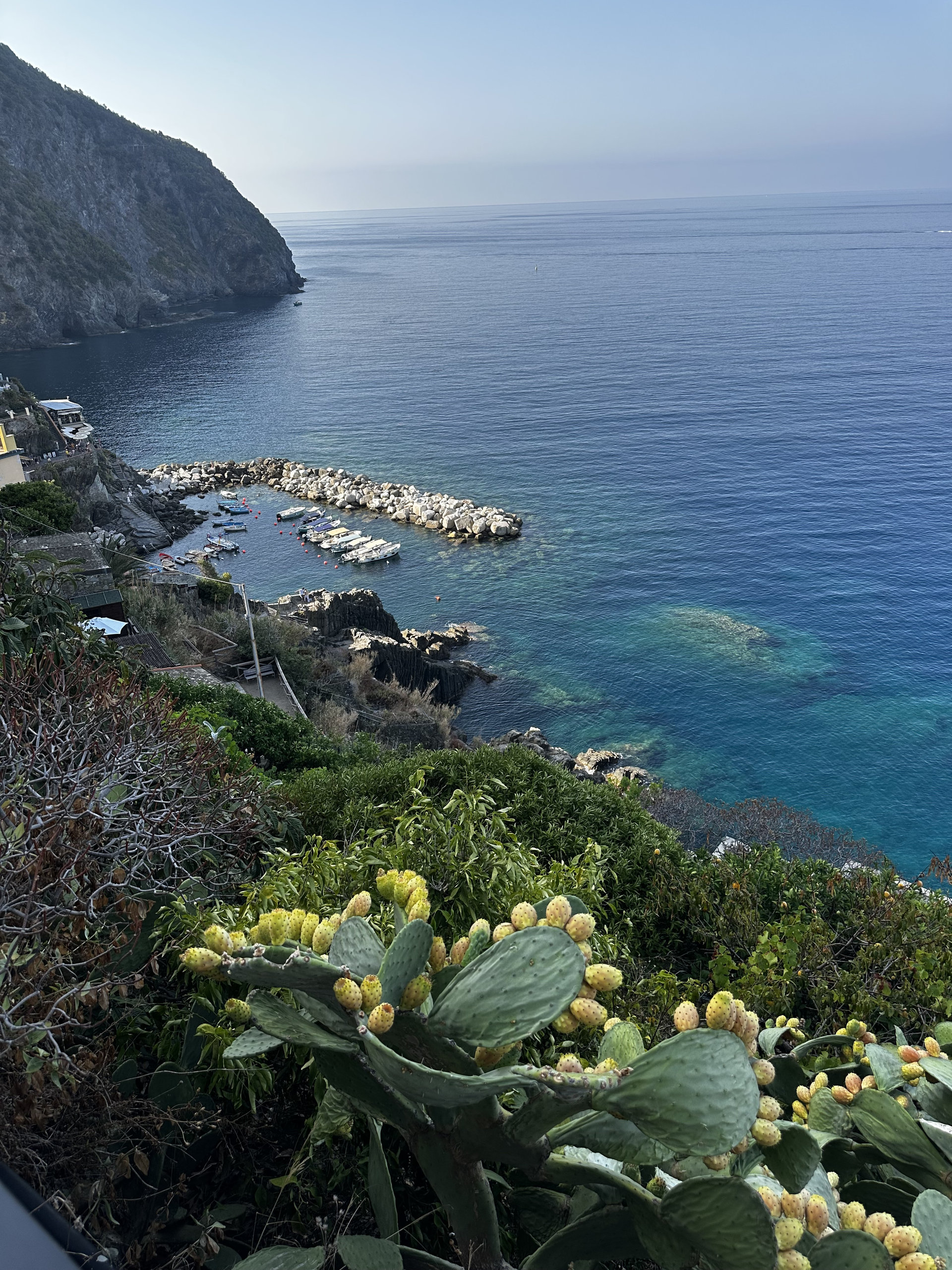 Prickly pear cactus with yellow fruit in the foreground and a rocky harbour on the blue sea below