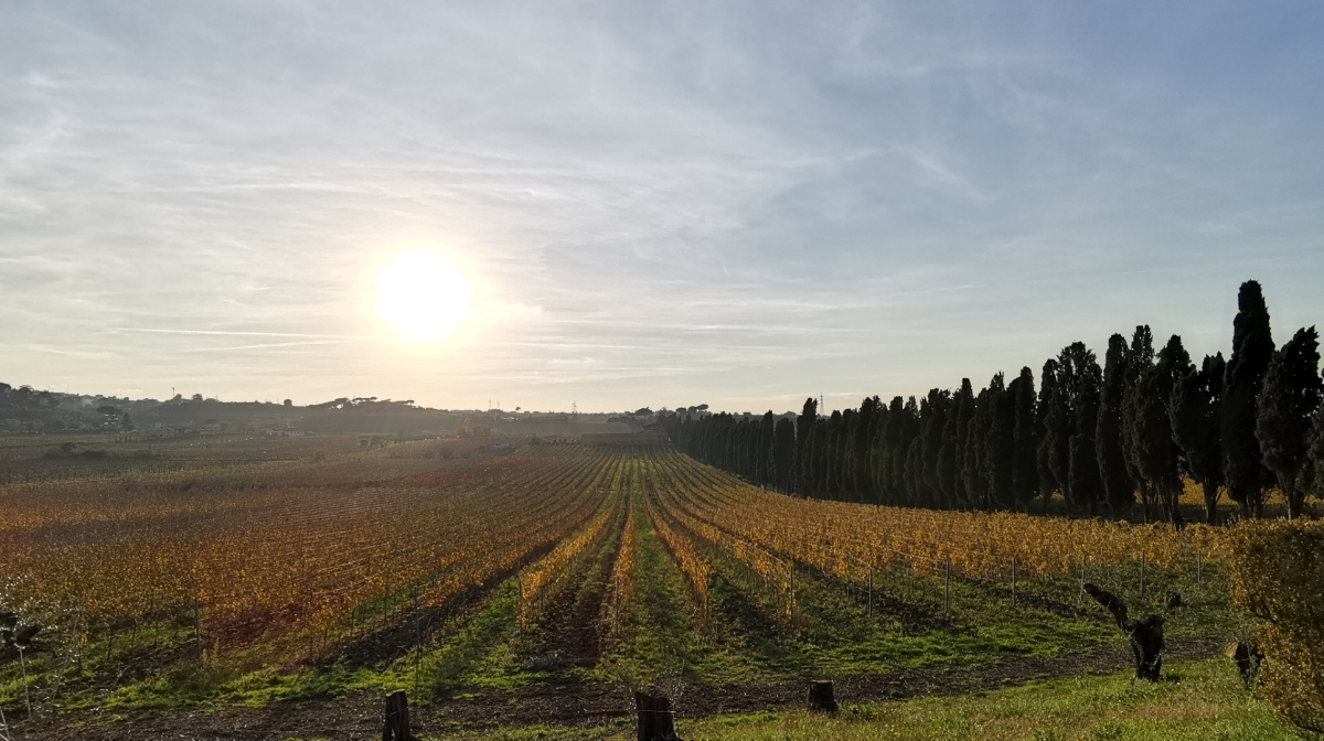 Autumn vineyard rows glowing in low sun beside a line of cypress trees