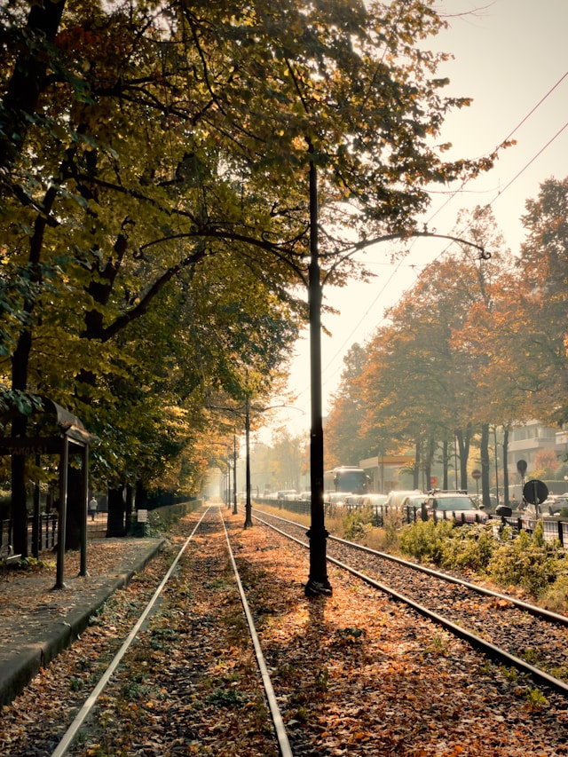 Tram tracks running through an avenue of autumn trees in golden light