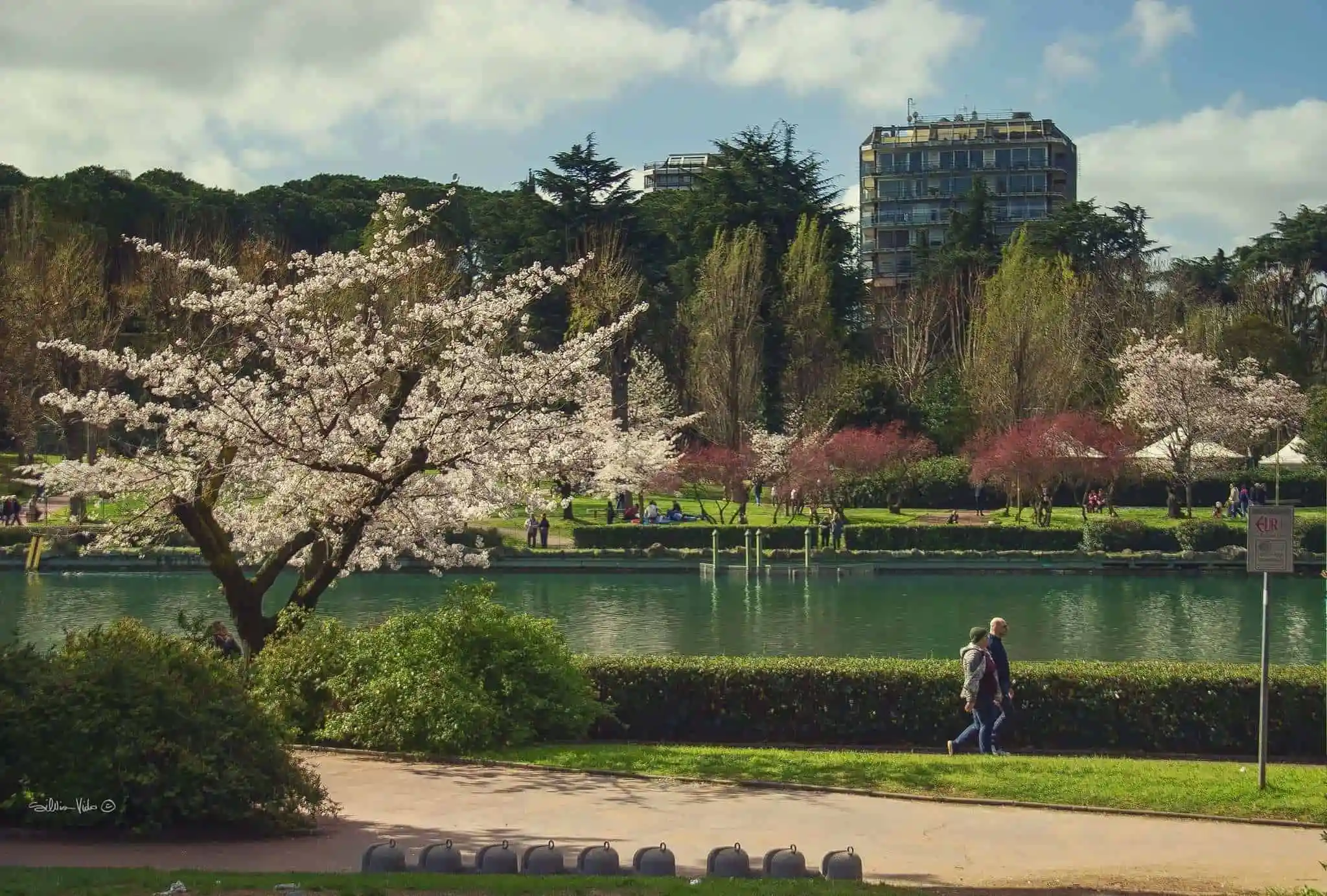 Cherry blossom beside a lake in a Roman park, with walkers on the path and trees in spring colour